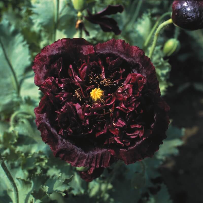 Valmue 'Black Peony' - Frøsnapperen.dk