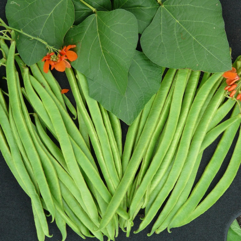 Bønne, Pral- 'Enorma' - Frøsnapperen.dk