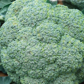 Broccoli 'Natalino' (økologisk) - Frøsnapperen.dk