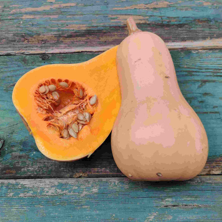 Græskar 'Butternut Waltham' (økologisk) - Frøsnapperen.dk
