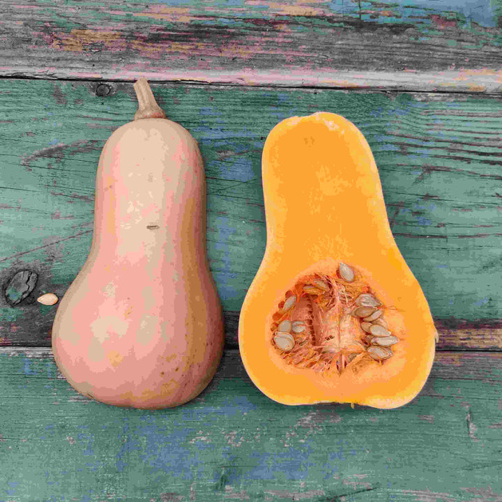 Græskar 'Butternut Waltham' - Frøsnapperen.dk