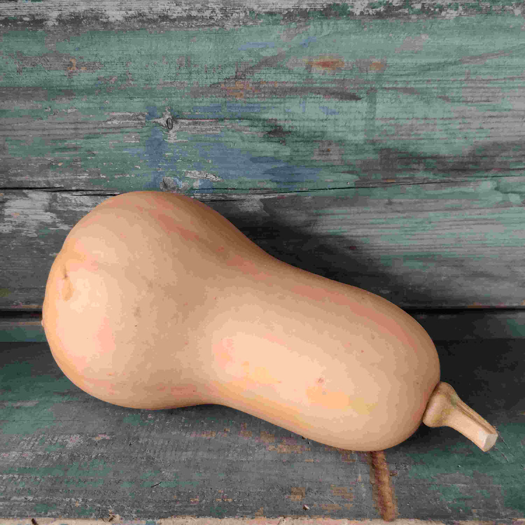 Græskar 'Butternut Waltham' - Frøsnapperen.dk