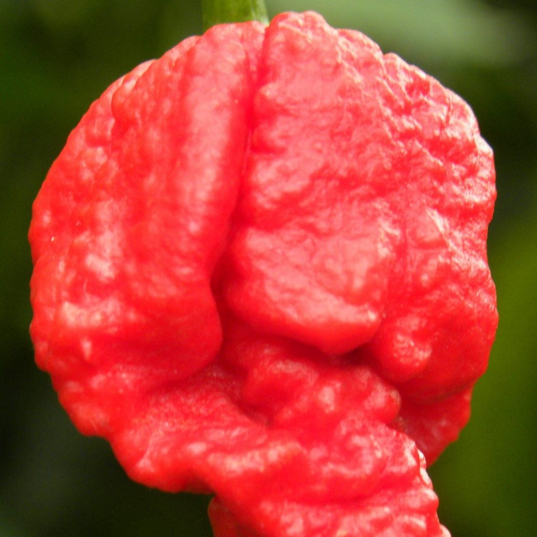 Chili 'Carolina Reaper' - Frøsnapperen.dk