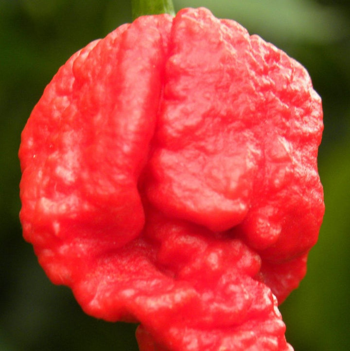Chili 'Carolina Reaper' - Frøsnapperen.dk