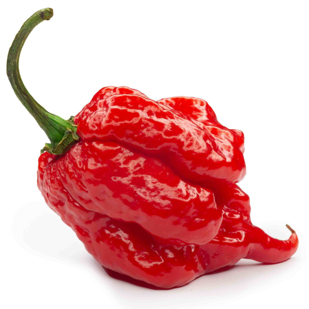 Chili 'Carolina Reaper' - Frøsnapperen.dk