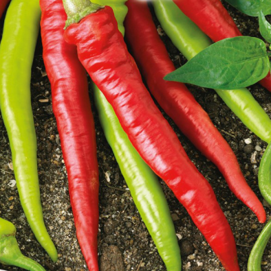Chili 'Long Slim Cayenne' (økologisk) - Frøsnapperen.dk