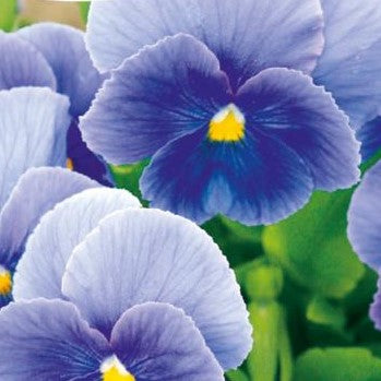 Stedmoderblomst 'Celestial Sky Blue' - Frøsnapperen.dk