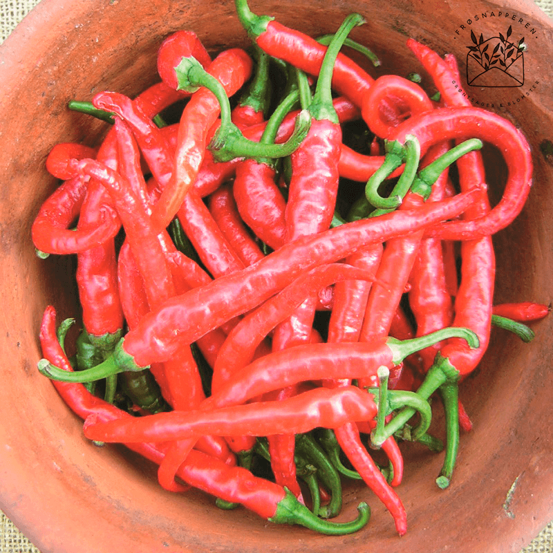 Chili 'Cayenne' - Frøsnapperen.dk