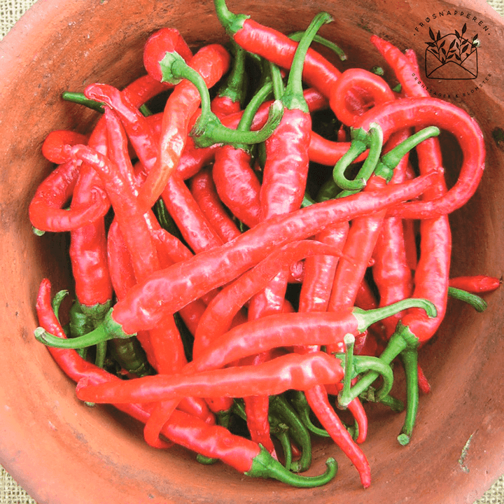 Chili 'Cayenne' - Frøsnapperen.dk