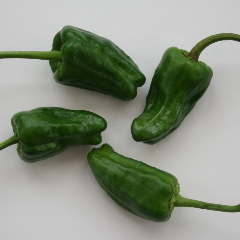 Chili 'Padron' - Frøsnapperen.dk