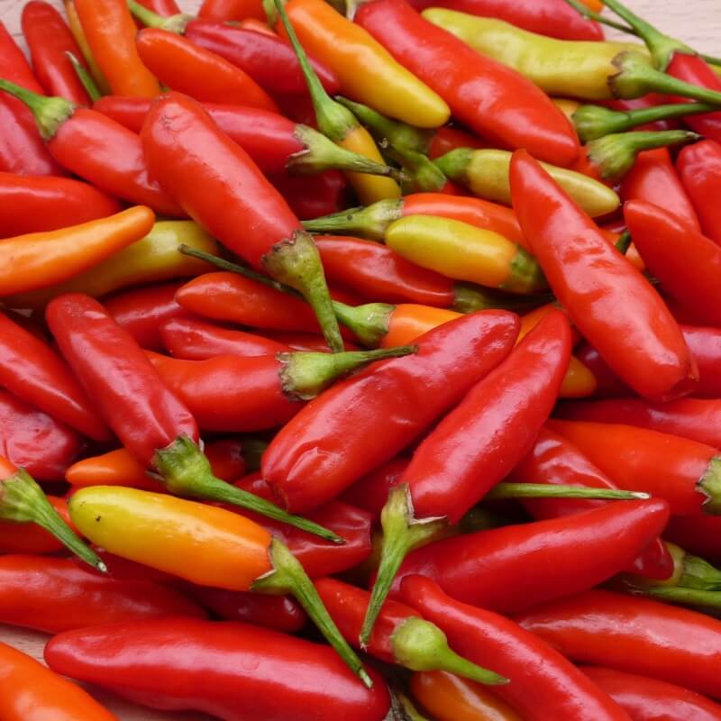 Chili 'Tabasco' - Frøsnapperen.dk