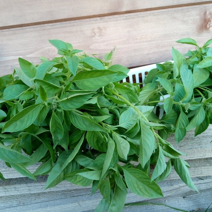 Basilikum 'Citron' - Frøsnapperen.dk