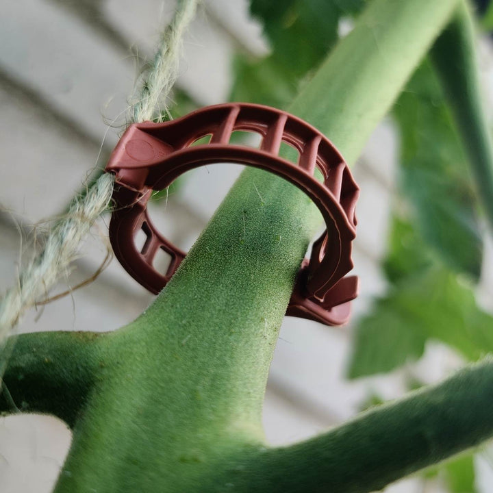 Tomatclips - Frøsnapperen.dk