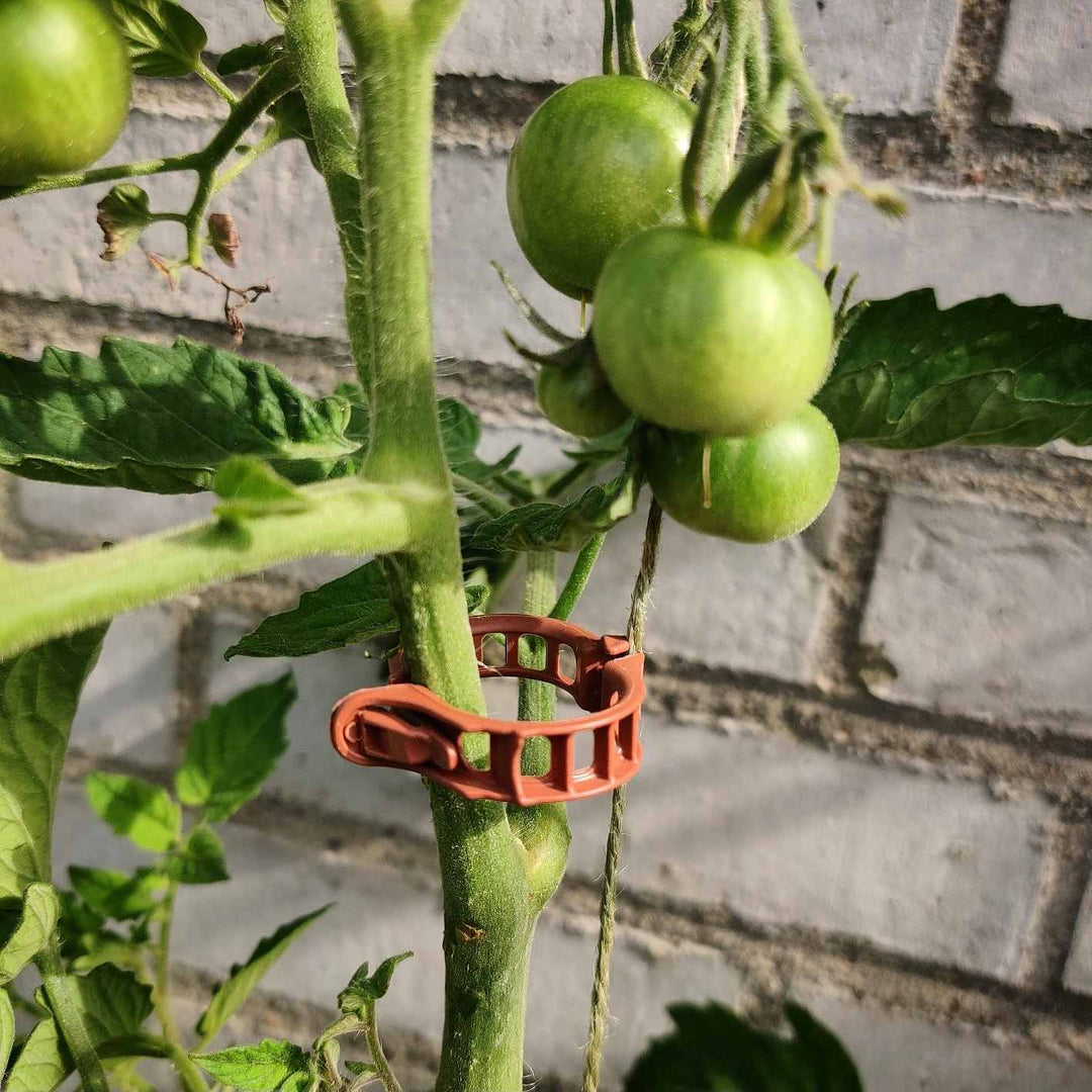 Tomatclips - Frøsnapperen.dk
