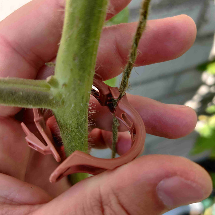 Tomatclips - Frøsnapperen.dk