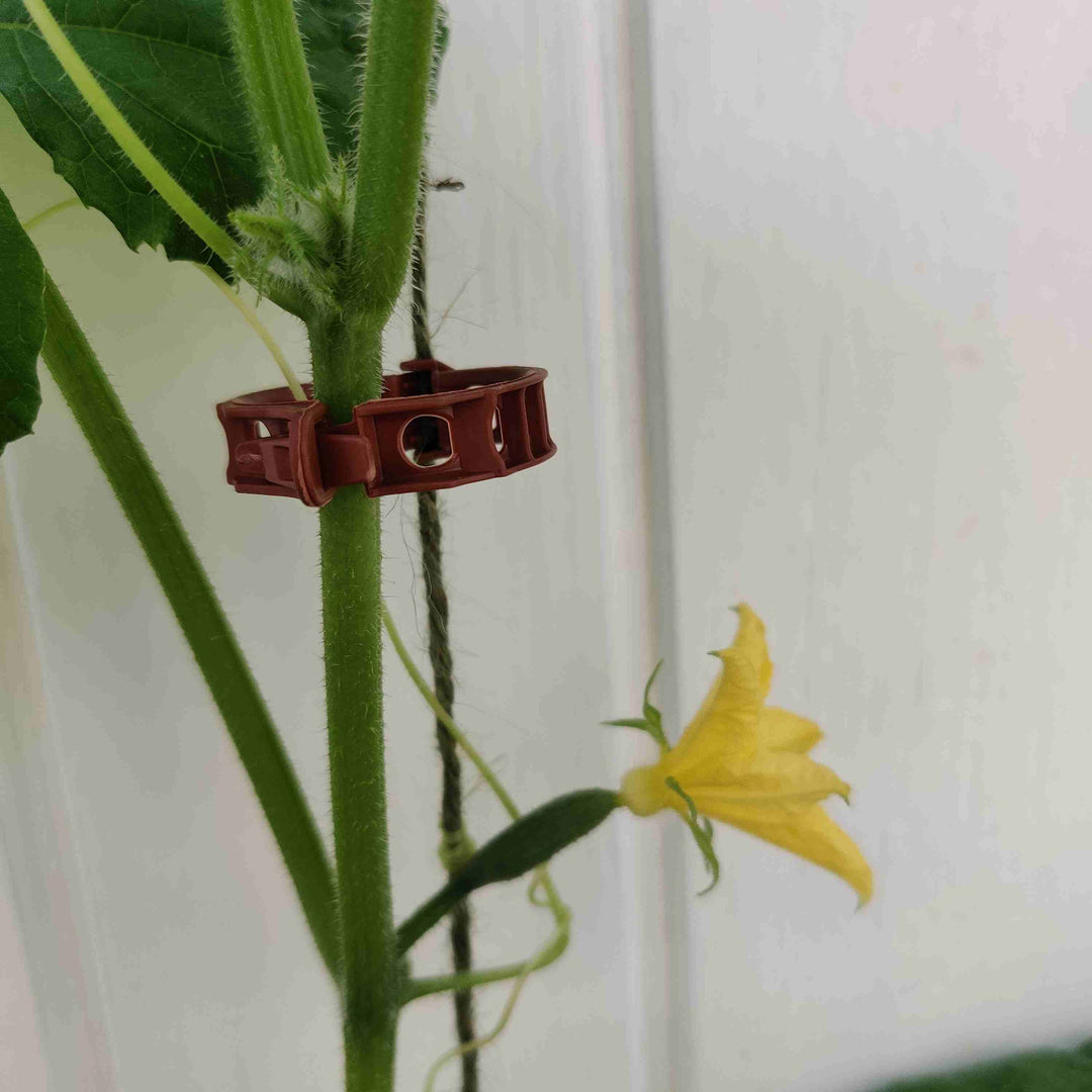 Tomatclips - Frøsnapperen.dk