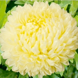 Kina Asters 'Peony Yellow' - Frøsnapperen.dk
