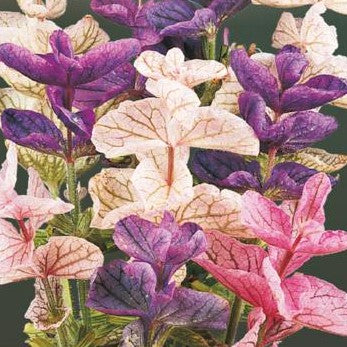 Dusksalvie 'Mixed' - Frøsnapperen.dk