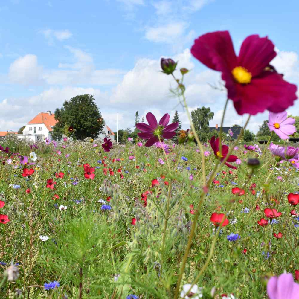 Blomstermix 'Engblanding til lerjord' (7-8 m2) - Frøsnapperen.dk