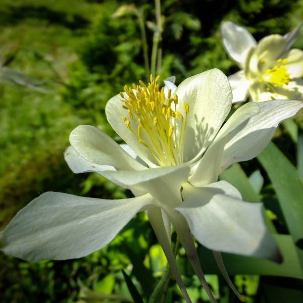 Akeleje 'White Star' - Frøsnapperen.dk