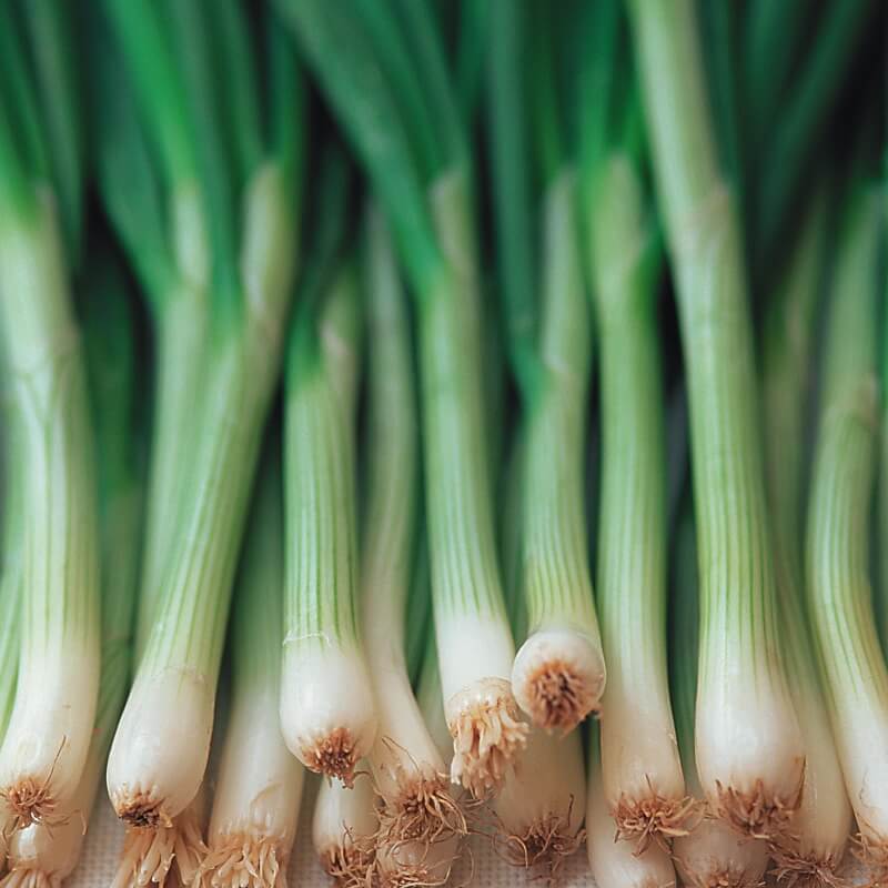 Pibeløg 'Ishikura' - Frøsnapperen.dk
