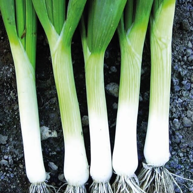 Forårsløg 'White Lisbon' - Frøsnapperen.dk