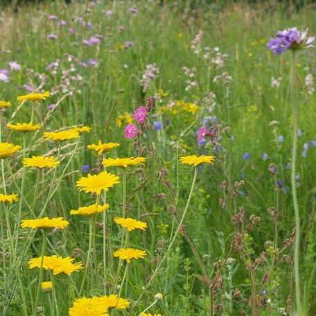 Blomstermix 'Dansk Vildeng' (6-8 m2) - Frøsnapperen.dk