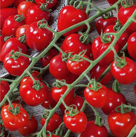 Tomat 'Jordbærtomat Gardenberry F1' - Frøsnapperen.dk