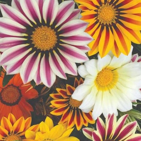 Påfugleblomst 'Mixed' - Frøsnapperen.dk