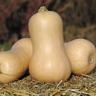 Græskar 'Butternut Waltham' - Frøsnapperen.dk