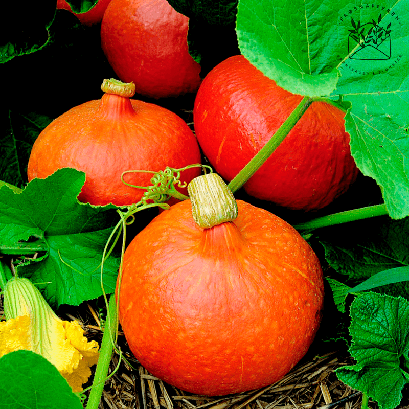 Græskar 'Uchiki Kuri' - Frøsnapperen.dk