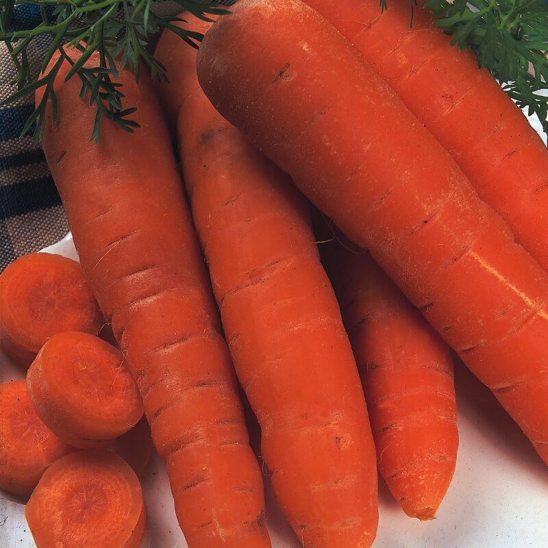 Gulerod 'Flakkée' - Frøsnapperen.dk