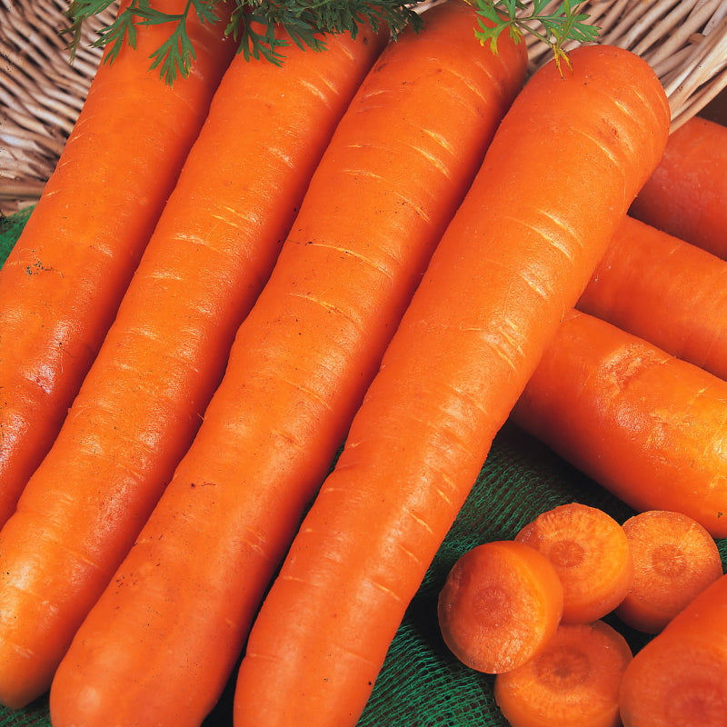 Gulerod 'Nantes 2' - Frøsnapperen.dk