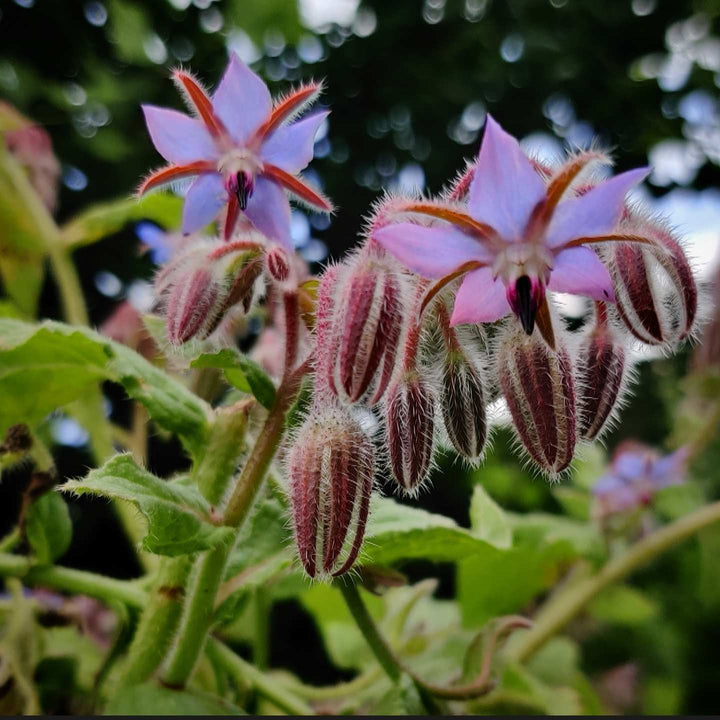Hjulkrone, blå - Frøsnapperen.dk