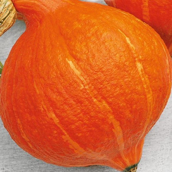 Græskar 'Hokkaido - Uchiki Kuri' (økologisk) - Frøsnapperen.dk