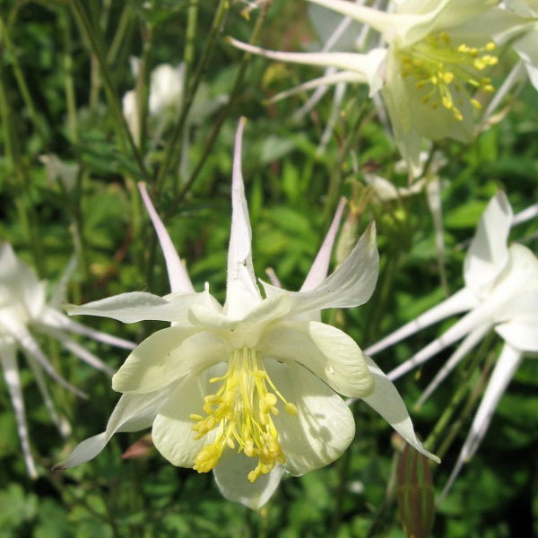 Akeleje 'White Star' - Frøsnapperen.dk
