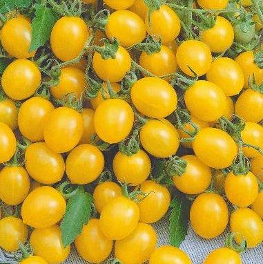 Tomat 'Ildi' - Frøsnapperen.dk