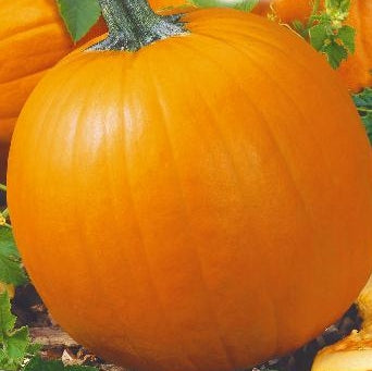 Græskar 'Jack O'Lantern' (økologisk) - Frøsnapperen.dk