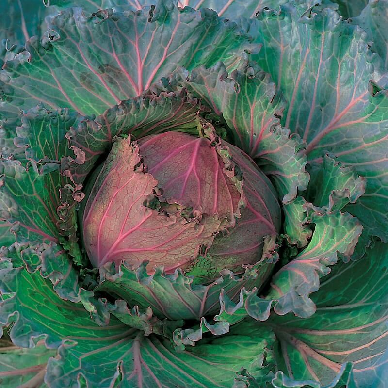 Kålhybrid 'January King' - Frøsnapperen.dk