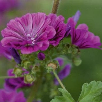 Katost 'Violet' - Frøsnapperen.dk