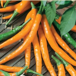 Chili 'Kilian' - Frøsnapperen.dk