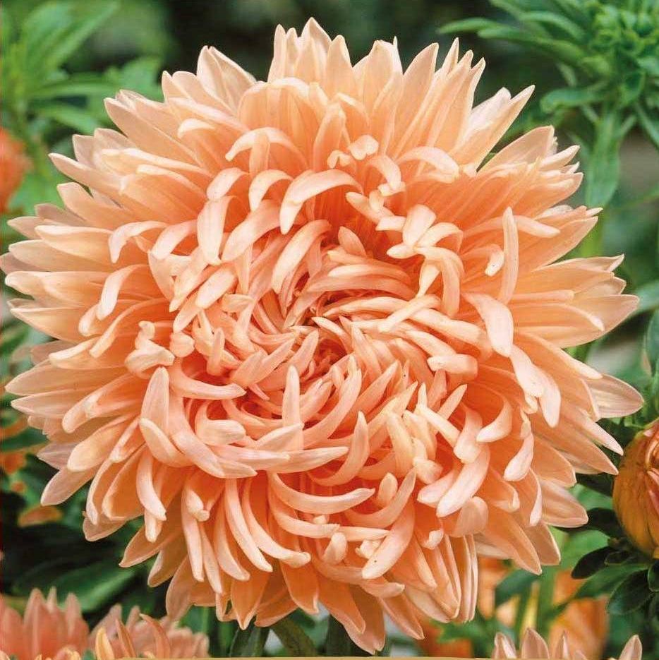 Kina Asters 'Duchesse Peach' - Frøsnapperen.dk