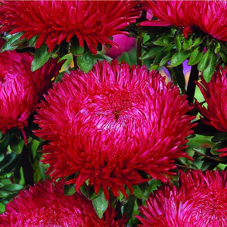 Kina Asters 'Red' - Frøsnapperen.dk