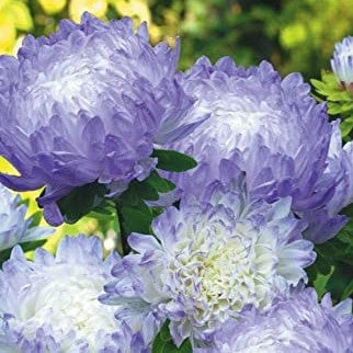 Kina Asters 'Silver Blue Peony' - Frøsnapperen.dk