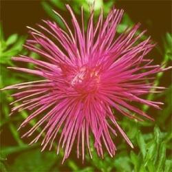 Kina Asters 'Super Nova Rose' - Frøsnapperen.dk