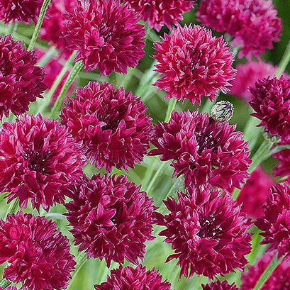 Kornblomst 'Red Ball' - Frøsnapperen.dk