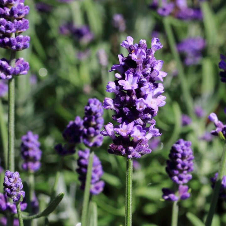 Lavendel - Frøsnapperen.dk