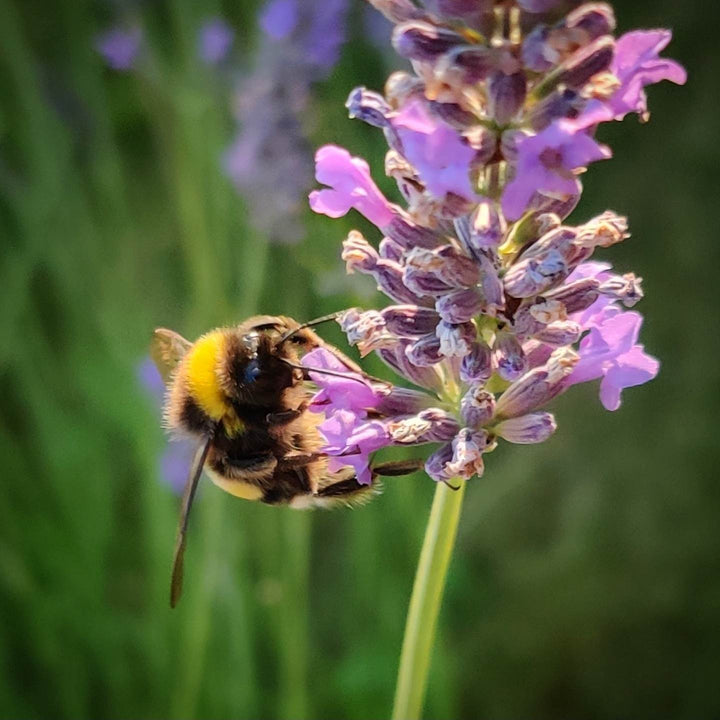 Lavendel - Frøsnapperen.dk