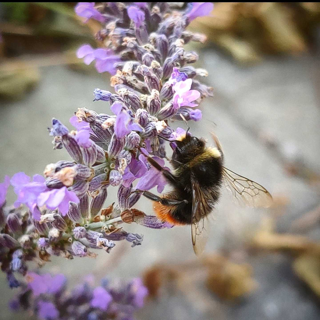 Lavendel - Frøsnapperen.dk