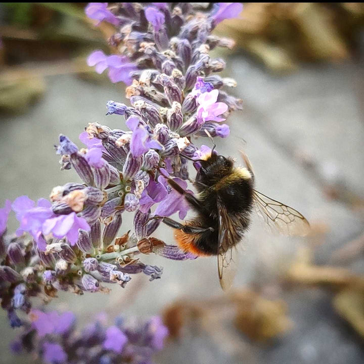 Lavendel - Frøsnapperen.dk